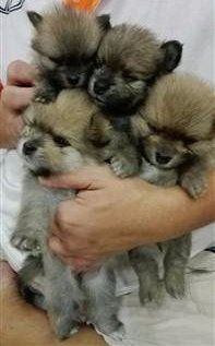 litter of pomeranian pups