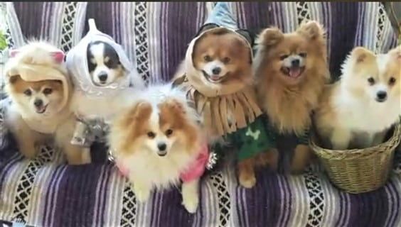 line of dogs in costumes