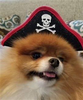 Pomeranian pirate costume