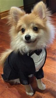 Pomeranian butler costume