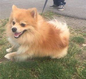 pomeranian-playing-outside