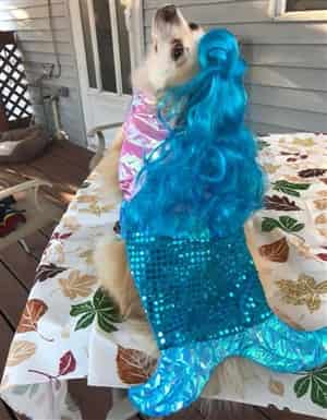 Mermaid costume for dog - Pomeranian