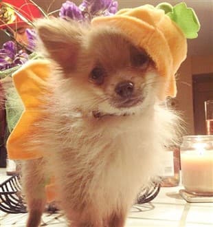 Pomeranian in pumpkin costume
