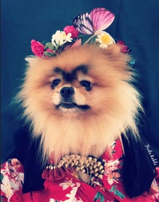 Pomeranian in dress costume