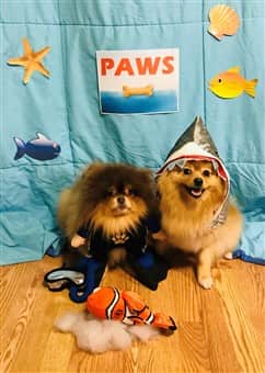 two Poms in ocean jaws costumes