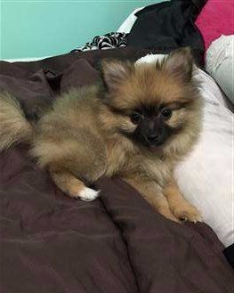 fawn sable pomeranian