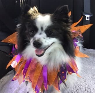 Pomeranian jester costume