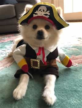 pirate costume for small dog
