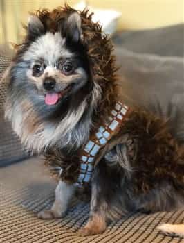 Chewbacca costume for small dog