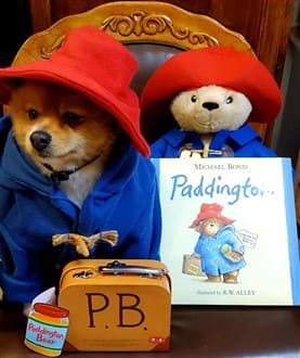 Pomeranian Paddington Bear costume