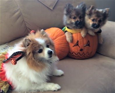 three Pomeranians on Halloween
