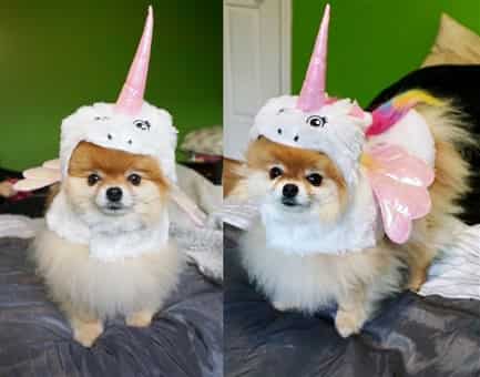 unicorn costume for small dog