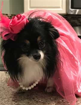 pink dress outfit for small dog
