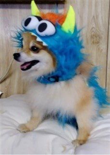 Pomeranian in monster costume