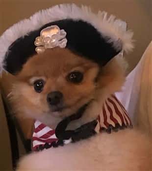 pirate costume for small Pomeranian