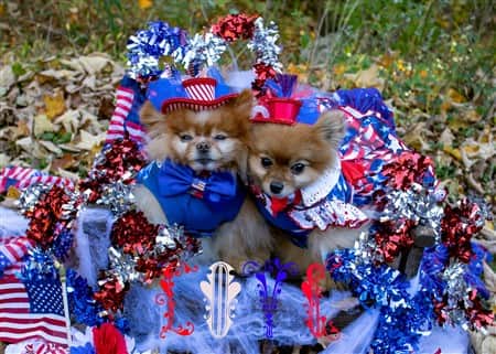 President candidates costumes on Pomeranians
