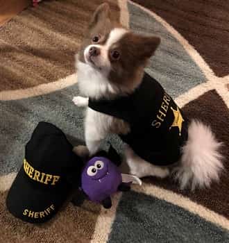 sheriff costume for Pomeranian dog