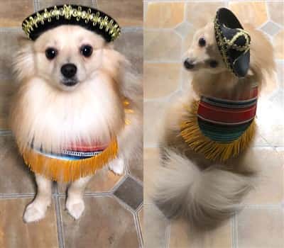 Mexican costume for Pomeranian