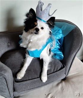 Pomeranian princess dress