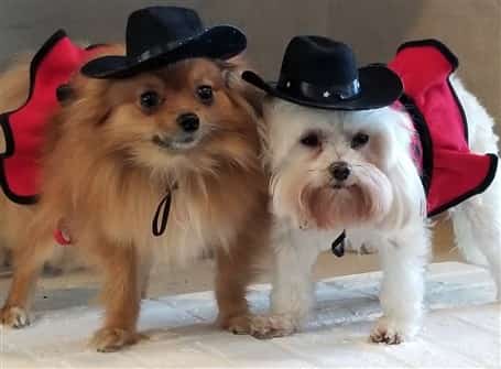 two small dogs cowgirl costumes
