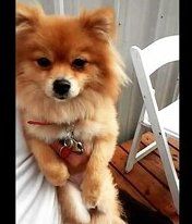 orange and cream Pomeranian