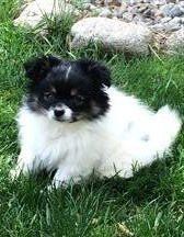 white and black parti pom with tan markings