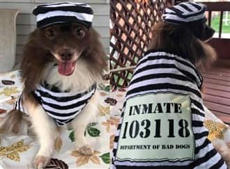 Dog prisoner costume