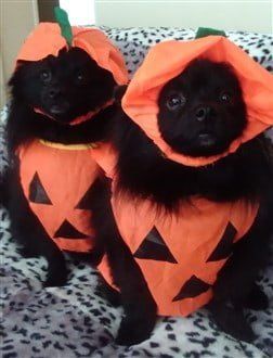 two Poms dressed as pumpkins