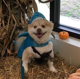 Halloween shark costume for dog