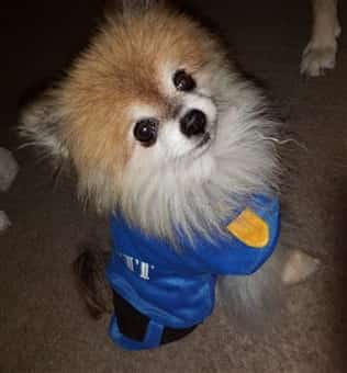 K9 patrol officer costume for small dog