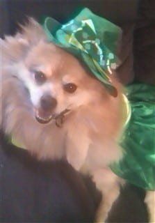 Leprechaun dog costume