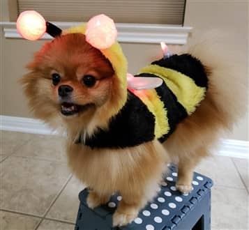 Bumblebee costume with lights for Pomeranian