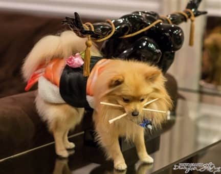 fancy sushi costume for small dog