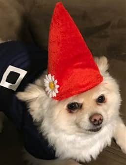 garden gnome costume for small dog