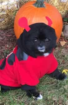 ladybug costume for small dog