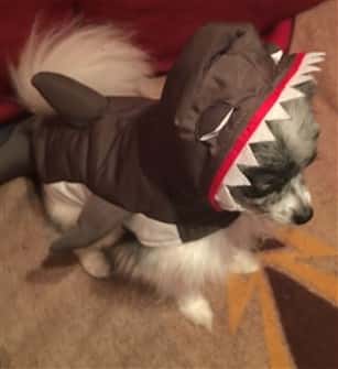 Great white shark costume on small dog