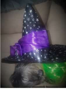 pomeranian puppy with halloween hat