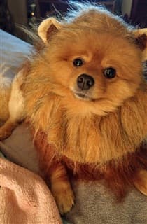 The 2017 Pomeranian Halloween Costume Contest | PetPom