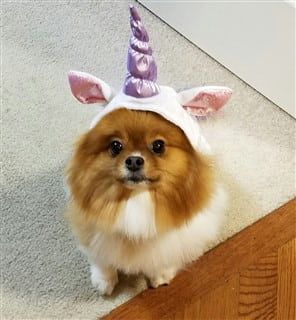 Pomeranian unicorn costume