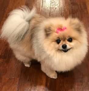 Pom with pink hair bow