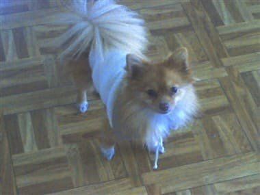 pomeranian-in-white-sweater