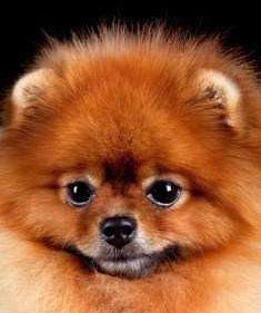 Pomeranian making cute face