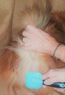Brush a Pom, Step 3C, Slicker Brush