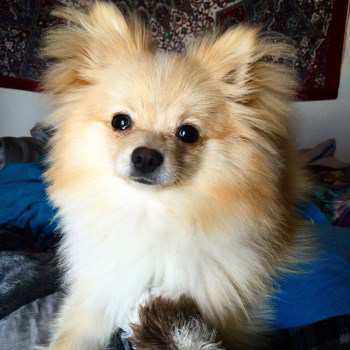 10 month old male Pomeranian puppy