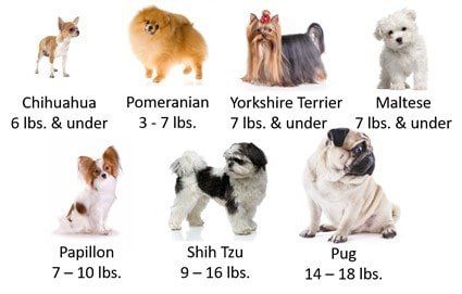 Pomeranian comparison to other breeds