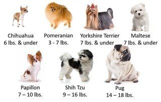 Pomeranian Size Pet Pom Information