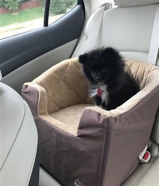 Pomeranian in booster car seat