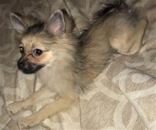 Pomeranian puppy with thinned hair