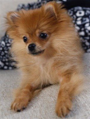 Pomeranian puppy before broken bone