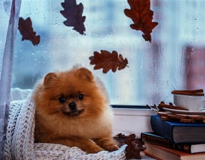Pomeranian at rainy window